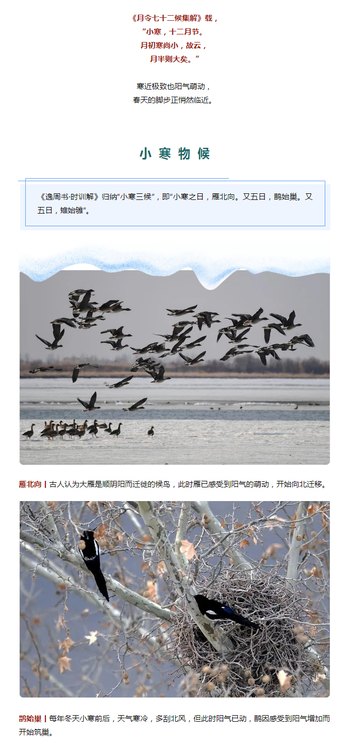 2022年（第2期）：小寒今日至，年味已冒頭_02